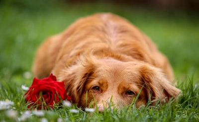 During the long green grass with brown long-haired dog, red rose
